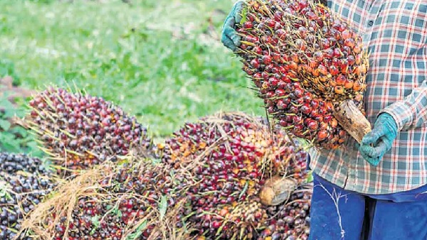 தெலுங்கானாவில் புதிய பாமாயில் சுத்திகரிப்பு நிலையம்.. புதிய காங்கிரஸ் அரசின் முடிவு என்ன..? 