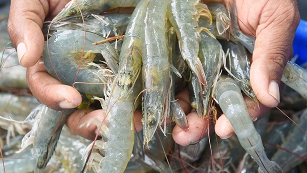 ஆந்திராவில் இப்படியொரு கிராமம்.. மொத்த ஊரும் இறால் ஏற்றுமதி செய்கிறதாம்..! 