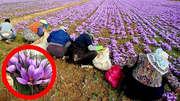 சிவப்பு தங்கம், கருப்பு மணி.. விவசாயத்தில் பணத்தை அள்ளிக்கொடுக்கும் தாவரம்..! 