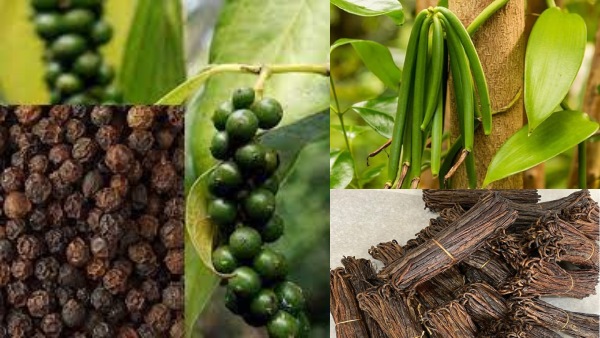 சிவப்பு தங்கம், கருப்பு மணி.. விவசாயத்தில் பணத்தை அள்ளிக்கொடுக்கும் தாவரம்..! 