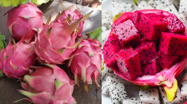  டிராகன் பழத்தில்  கோடிகளை அள்ளும் இளைஞன்.. வறட்சியிலும் வருமானமாம்..! 