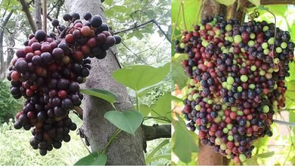 கொல்லைப்புறத்தில் வெளிநாட்டு பழங்களை விளைவித்து.. 