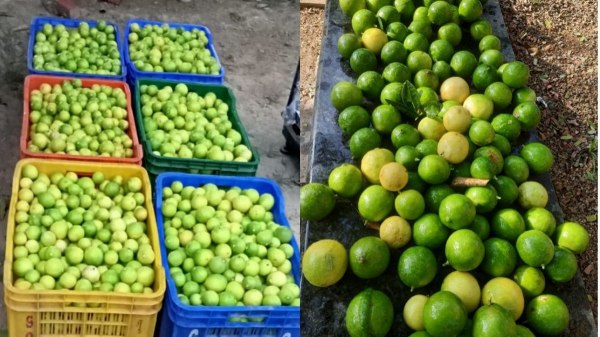 எலுமிச்சை-யில் 7 லட்சம்.. ஸ்மார்ட் ஐடியா, கைநிறைய வருமானம்..!