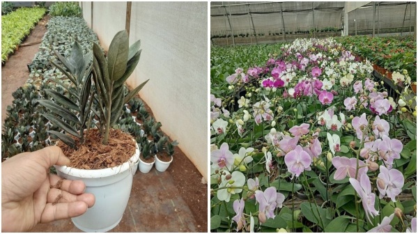 மாதம் ரூ.3 லட்சம் சம்பளம் தரும் வேலையை விட்டு நர்சரி தொடங்கியவரின் ஆண்டு வருமானம் ரூ.2 கோடி 