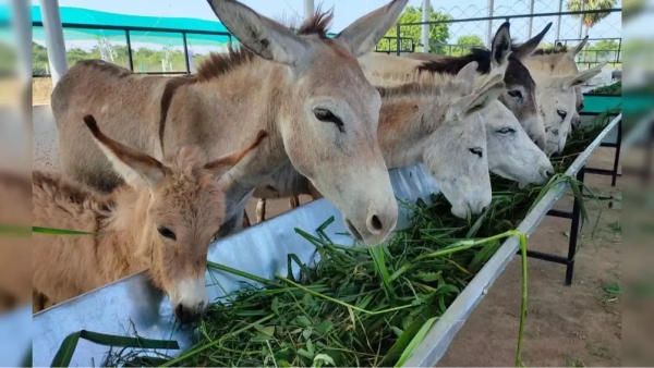 இனி கழுதை வளர்த்தே பொழச்சிக்கலாம் போலயே..கழுதை பால் ஒரு லிட்டர் இவ்ளோவா? 