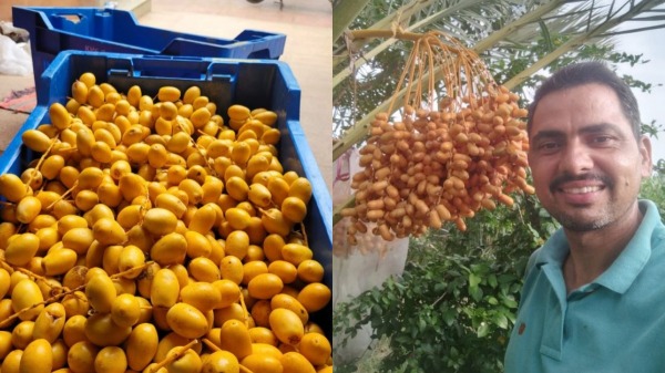 மழைநீரில் ஆர்கானிக் பேரீட்சம்பழம் சாகுபடி செய்து லட்சக்கணக்கில் சம்பாதிக்கும் முன்னாள் கமாண்டோ வீரர்