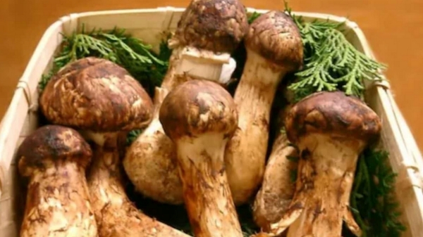 1 கிலோ காளான் ரூ. 1.5 லட்சமா.. சமைச்சா வீடே மணக்கும்..என்னனு பாருங்க! 