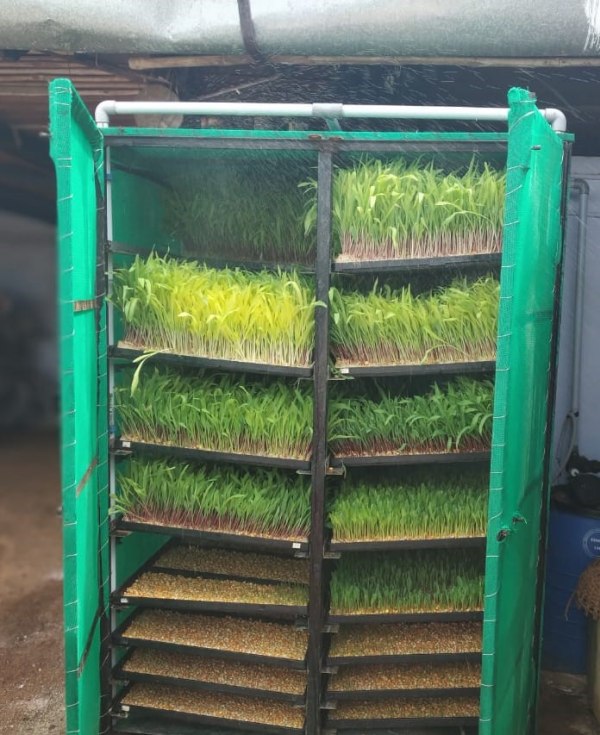 தண்ணீர் இல்லை, மணல் கிடையாது.. அலமாரியில் சோளம் விளைவிக்கும் நாமக்கல் விவசாயி..!! 