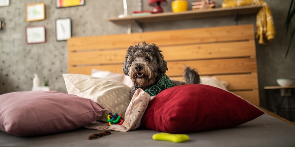  பட்ஜெட்டில் செல்லப்பிராணிகளை வளர்க்க அசத்தலான 5 டிப்ஸ்..! 