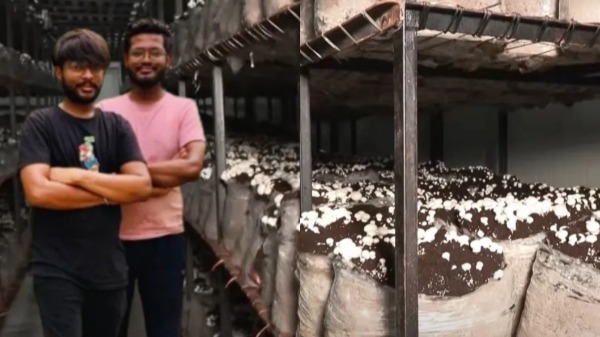 காளான் வளர்ப்பில் தினமும் ரூ.2 லட்சம் சம்பாதிக்கும் சாப்ட்வேர் சகோதரர்கள்..!