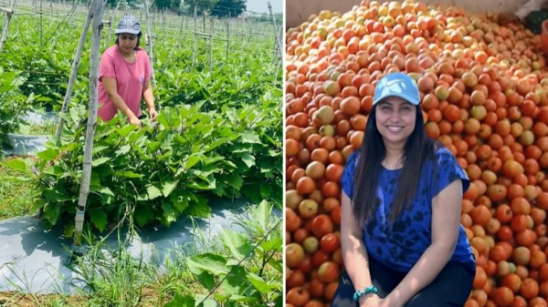  தக்காளி சாகுபடியில் லட்சங்களை அள்ளும் எம்பிஏ பெண் பட்டதாரி..! 