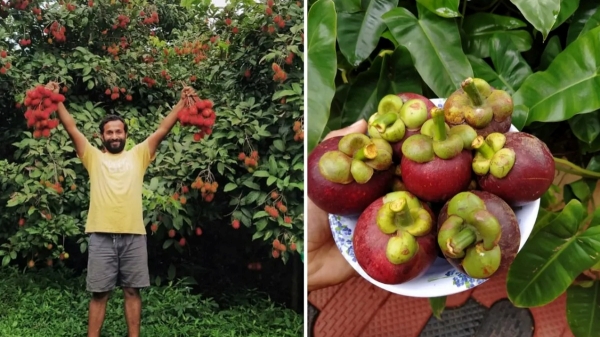 கார்ப்ரேட் வேலையை விட்ட மெக்கானிக்கல் இன்ஜினியர்.. அரிய பழ சாகுபடியில் கைநிறைய பணம்..!! 