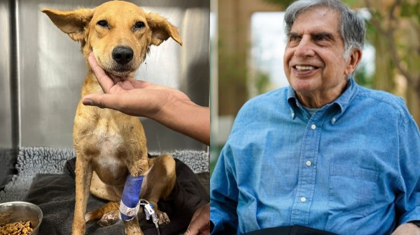 ரத்தன் டாடா: நாய்க்குட்டிக்கு அவசரம்! உடனடியாக ரத்தம் தேவை.. அந்த மனசு தான் சார் கடவுள்..!