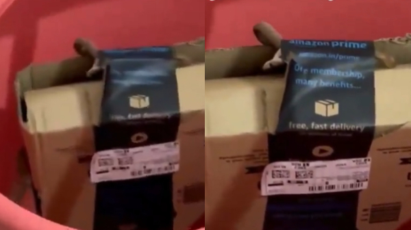  அமேசான் பார்சல்-க்குள் பாம்பு.. திறந்து பார்த்த பெங்களூர் தம்பதிக்கு ஷாக்! படம்மெடுக்கும் நாகராஜன்!