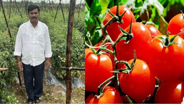 தக்காளி சாகுபடியில் கோடிகளை அள்ளும் தெலங்கானா வியாபாரியின் சாதனை ரகசியம்..!