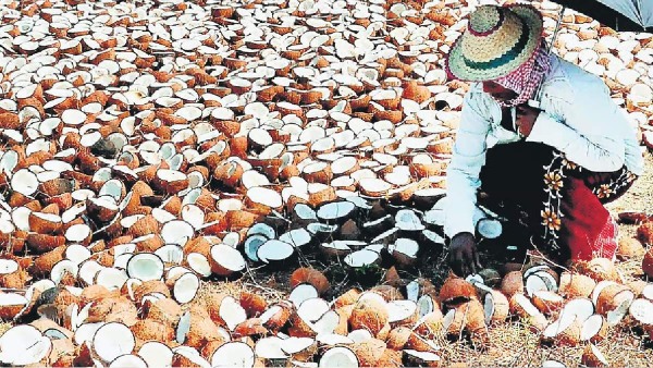  தேங்காய் வியாபாரத்தில் மாதம் லட்சக்கணக்கில் சம்பாதிக்கும் கேரள இல்லத்தரசி 