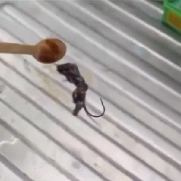  உணவு பொருட்களில் புழு, பூரான், எலி.. முகம் சுளிக்க வைக்கும் வீடியோ.. என்ன நடக்குது..!