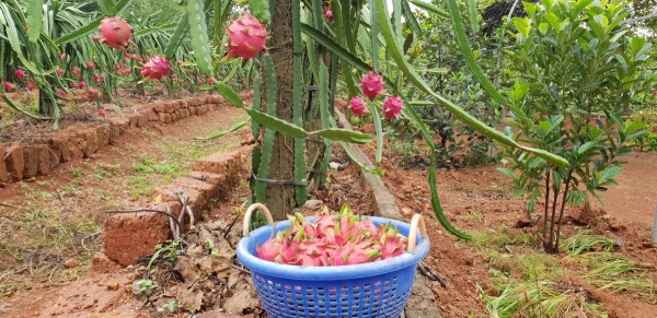 டிராகன் பழ சாகுபடியில் கலக்கும் கர்நாடக விவசாயி..! 