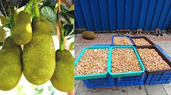 பலாப்பழ கொட்டையை விற்பனை செய்து லட்சங்களில் சம்பாதிக்கும் நபர்..! 