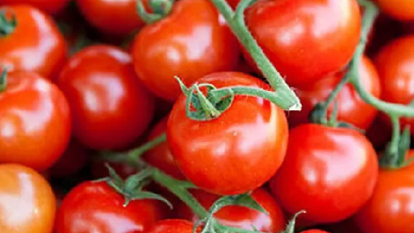 தக்காளியை உடனே வாங்கி ஸ்டாக் வச்சுக்கோங்க.. விலை தடாலடியாக உயர போகுதாம்..!! 