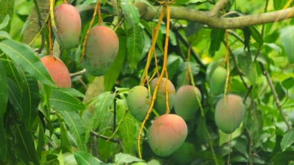 கர்நாடகாவில் மாம்பழ சாகுபடியில் இறங்கிய கோகோ கோலா..!! 