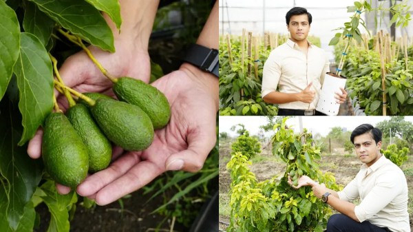 லண்டனை விட்டு இந்தியா வந்த இளைஞர்.. அவகேடோ பழம், செடி விற்பனையில் கோடிகளில் புரளுகிறார்..! 