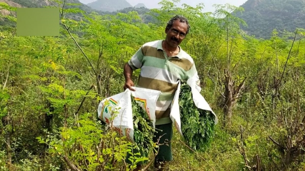 முருங்கை விவசாயத்தில் கலக்கும் விஞ்ஞானி! முருங்கை மரத்தை வைத்தே லட்சத்தில் லாபம் ஈட்டி சாதனை! 