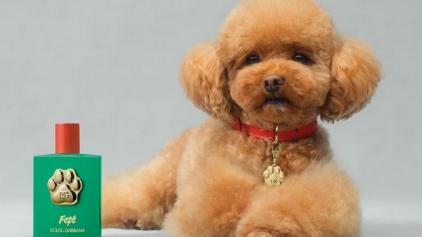 நாய்குட்டிக்கு 9000 ரூபாய்க்கு பர்ஃப்யூம்.. அநியாயம் பண்ணாதீங்கடா..! 