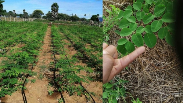 திருப்பூர்: வெறும் முருங்கைக்கீரை தான் மூலப்பொருள்.. லட்சங்களில் சம்பாதிக்கும் இயற்கை விவசாயி! வாவ்!