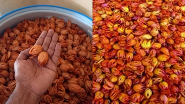  ஜாதிக்காய் சாகுபடியில் ரூ.3 கோடி லாபம்.. ஆஸ்திரேலியாவுக்கு அசால்ட்டா அனுப்பும் 120 விவசாயிகள்!