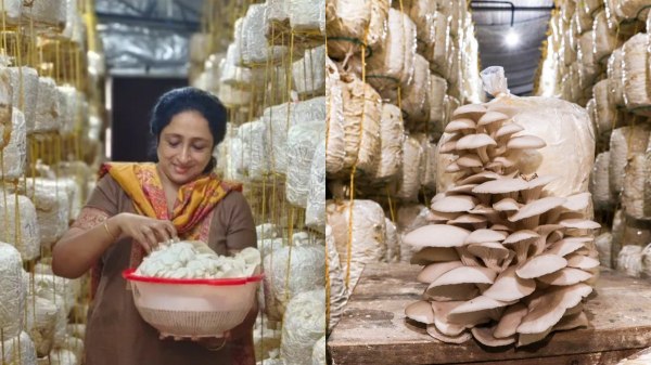  பொழுதுபோக்காக தொடங்கப்பட்டு ரூ.90 லட்சம் வருமானம் தரும் தொழிலாக மாறிய காளான் வளர்ப்பு..!