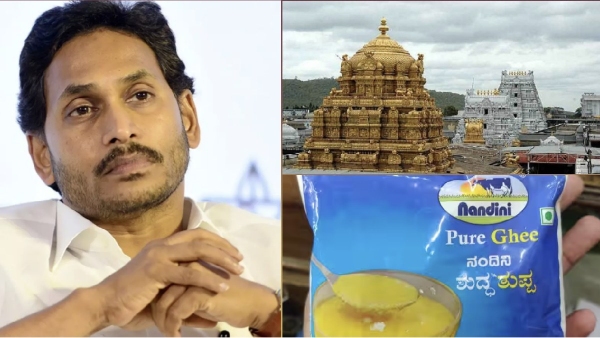  திருப்பதி லட்டு: ஜெகன் மோகன் அரசு ஏன் நந்தினி நிறுவனத்திடம் இருந்து நெய் கொள்முதலை நிறுத்தியது..? 