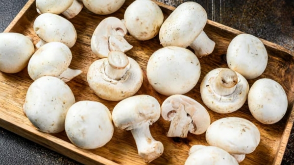 காளான் வளர்ப்பில் ரூ.90 லட்சம் வருமானமா.. மாஸ் காட்டும் எம்பிஏ பட்டதாரி..! 