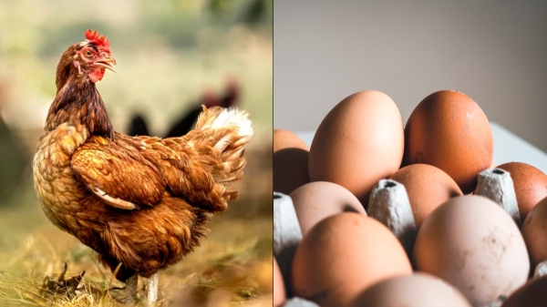 முதலில் கோழி வந்ததா? முட்டை வந்ததா? கேள்விக்கு முற்றுப்புள்ளி வைத்த ஆராய்ச்சியாளர்கள்!