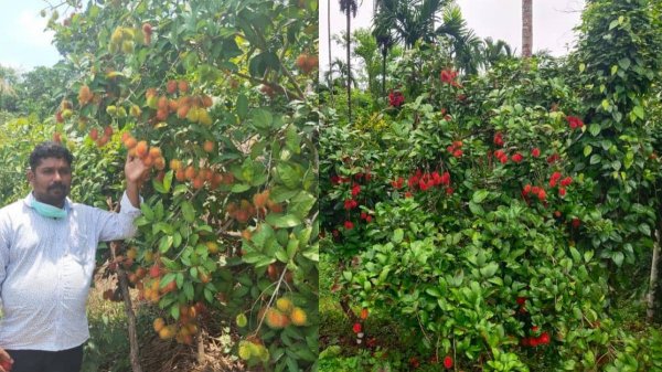 10-ஆம் வகுப்புக்கு பிறகு ஸ்கூலுக்கே போகல! ஆனால் ரூ.1 கோடி வருமானம்! கர்நாடகாவை கலக்கும் பலே விவசாயி!