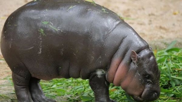 வெறும் 1 லட்சம் முதலீடு.. 17 நாளில் ரூ.100 கோடி லாபம் கொடுத்த moodeng மீம்காயின்..!