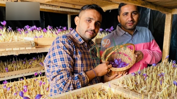  225 சதுர அடியில் விவசாயம்! குங்குமப்பூ உற்பத்தியில் சாதனை! 1 கிலோ ரூ.5 லட்சத்துக்கு விற்பனை!