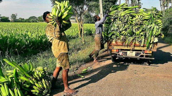 1 கிலோ வாழை வெறும் 6 ரூபாய்.. தமிழ்நாட்டு விவசாயிகள் கண்ணீர்..!!