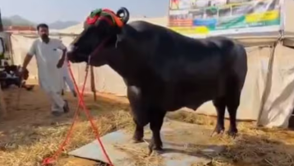 எருமைக்கு வந்த வாழ்வு.. தினமும் பாதாம், பிஸ்தா-வா சாப்பிடுதாம்.. விலை கேட்ட தலை சுத்திடும்..!!