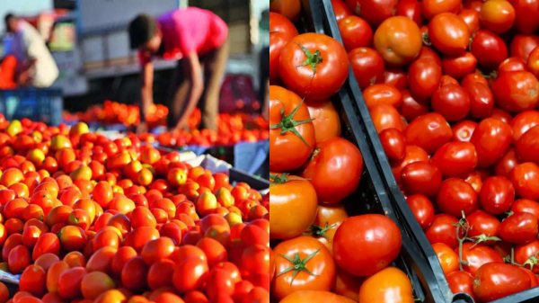  இனி டெய்லி தக்காளி சட்னி தான்.. தக்காளி விலை 22% வீழ்ச்சி.. பொதுமக்களுக்கு குட் நியூஸ்!