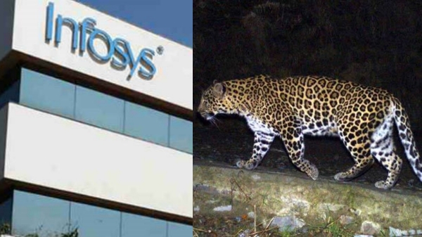 இன்போசிஸ் அலுவலகத்தில் புகுந்த சிறுத்தை.. 4000 ஊழியர்களுக்கு அவசர உத்தரவு..! 