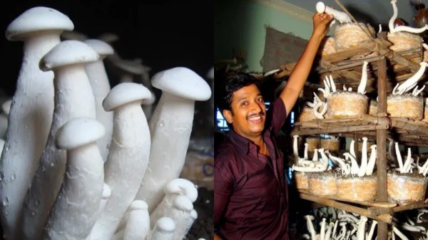 ரூ.2000 முதலீட்டில் தொடங்கி இன்று ஒரு நாளைக்கு ரூ. 25,000 வருமானம்! காளான் வளர்ப்பில் கலக்கும் நபர்!