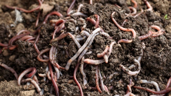 மண்புழு உரத் தயாரிப்பில் மாதம் ரூ. 2 லட்சம் வருமானம்! வேலை பறிபோனாலும் விடாமுயற்சியில் சாதித்த நபர்!