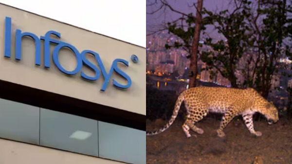 ஆட்டம் காட்டும் சிறுத்தை.. பயந்து நடுங்கும் இன்ஃபோசிஸ் ஊழியர்கள்.. அடுக்கடுக்கான கட்டுப்பாடு..! 
