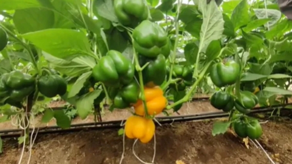  குடைமிளகாய் பயிரிட்டு ரூ.32 லட்சம் வருமானம்.. BSc பட்டதாரியின் அடிதூளான ஐடியா!