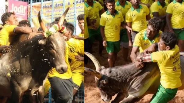 ஜல்லிக்கட்டு: 1100 காளைகள் 900 மாடுபிடி வீரர்கள்.. ஏராளமான பரிசுபொருட்களுடன் களைகட்டும் அவனியாபுரம்!