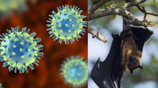 கோவிட் 19 தாக்கமே இன்னும் குறையல.. அதுக்குள்ள அடுத்த வைரஸா? சீனாவில் கண்டுபிடிக்கப்பட்ட புது வைரஸ்!