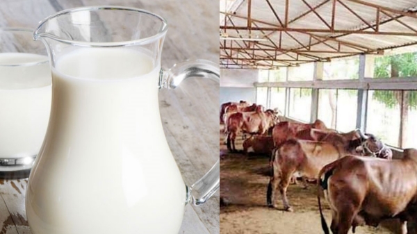 பால் பண்ணை தொழிலில் கொட்டிக் கிடக்கும் வருமானம்..  பண்ணை தொடங்க எவ்வளவு செலவாகும்? 