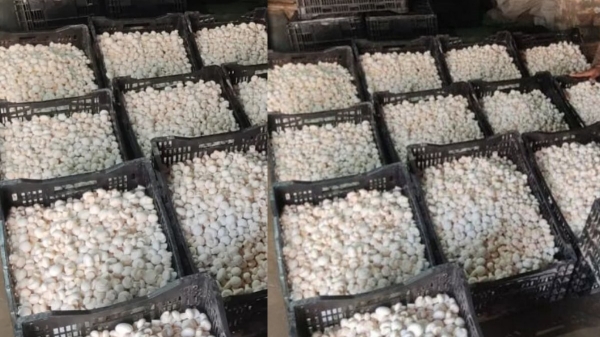 காளான் வளர்ப்பில் கோடிகளில் வருமானம்.. புதுமையான யோசனைக்கு கிடைத்த பரிசு..