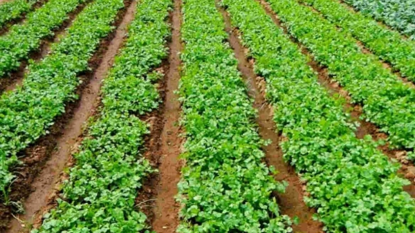 குறைந்த முதலீட்டில் நிறைந்த லாபம்.. அசத்தல் வருமானம் தரும் கொத்தமல்லி விவசாயம்..! 